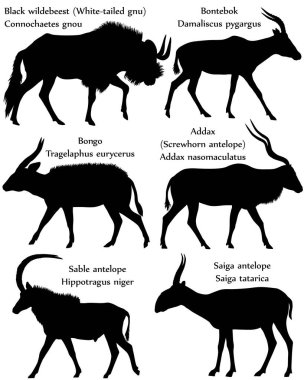 Siluette bulunan farklı antilop türleri: Siyah antilop (beyaz kuyruklu gnu), bontebok, bongo, addax (screwhorn antilobu), saiga antilobu, saiga antilobu