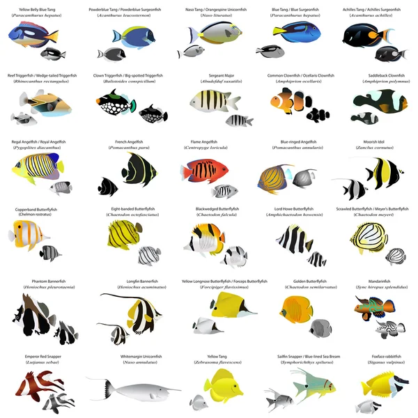 Peces marinos — Archivo Imágenes Vectoriales