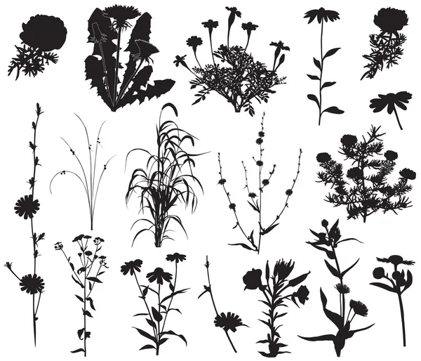 Collectie van silhouetten van verschillende soorten bloemen — Stockvector