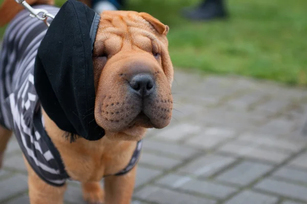 Shar Pei — Stockfoto