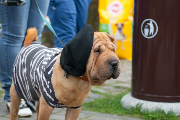 Shar Pei — Stockfoto