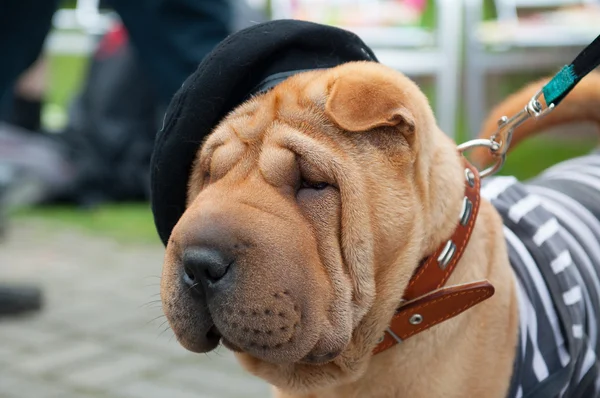 Shar pei — Stok fotoğraf