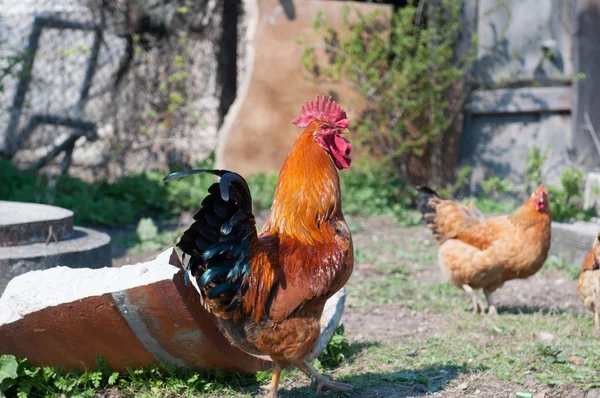 Kakas és a csirkék — Stock Fotó