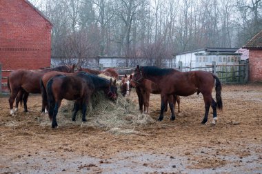 Bir yürüyüş, safkan at