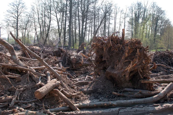 Baum mit ausladenden Wurzeln — Stockfoto