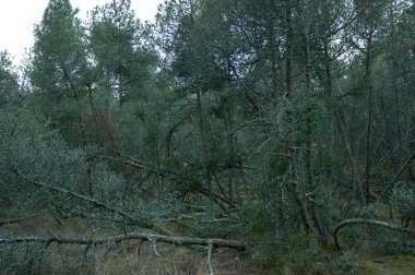 Ulusal parkta yeşil orman