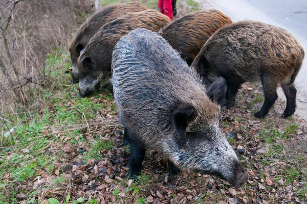 Porcs sauvages dans le parc national — Photo