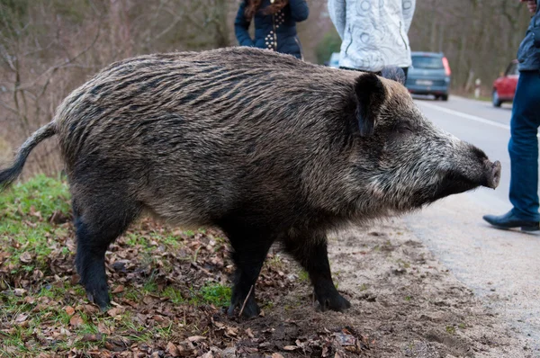 Porcs sauvages dans le parc national — Photo