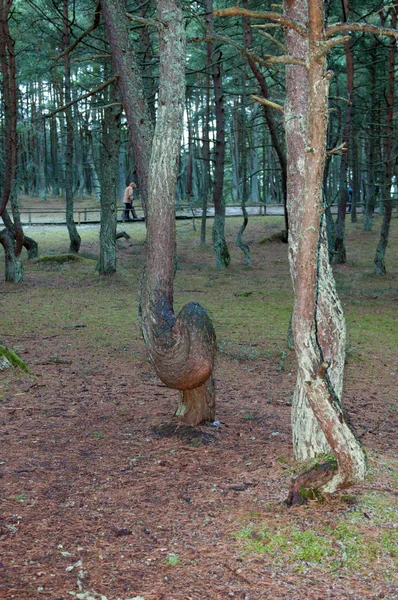 Bosque parque nacional Curonian Spit —  Fotos de Stock