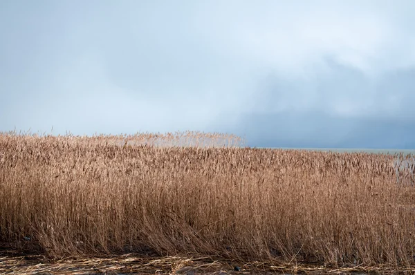 Пейзаж озера и тростника — стоковое фото
