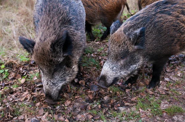 Parco nazionale dei maiali selvatici — Foto Stock