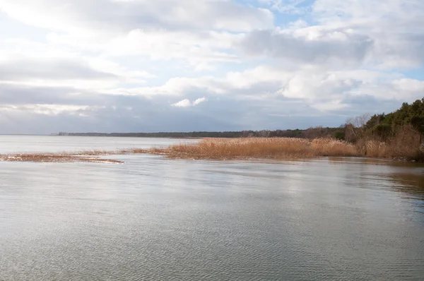 Landschaft aus See und Schilf — Stockfoto