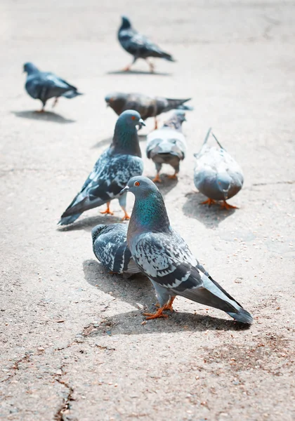 Pigeons on a London street — Stock Photo, Image