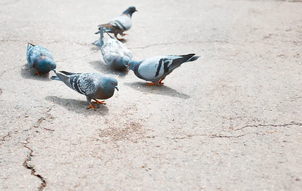 Tauben auf einer Londoner Straße — Stockfoto