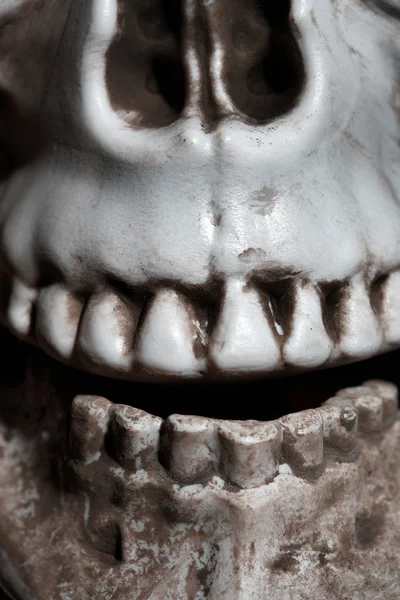 Close-up photo of the human skull