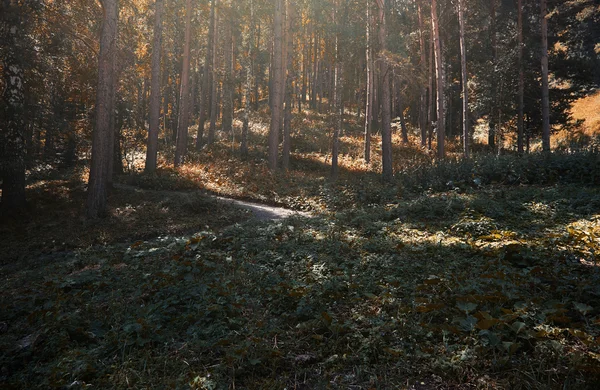 Borovicový les — Stock fotografie