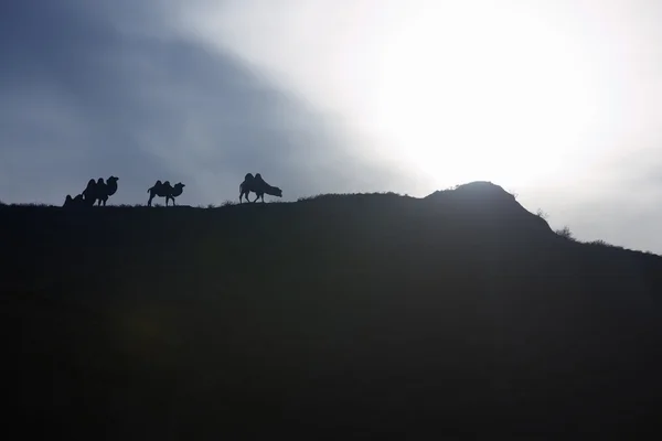 Kamelen bij zonsondergang — Stockfoto