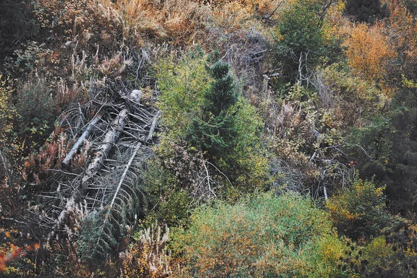 Floresta com árvores mortas — Fotografia de Stock