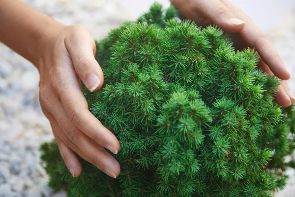 Conservazione dell'ambiente — Foto Stock