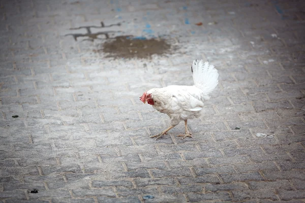 Poultry — Stock Photo, Image