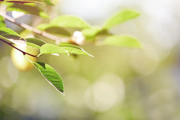 Spring — Stock Photo, Image