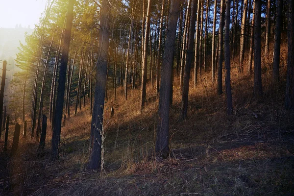 Foresta europea — Foto Stock