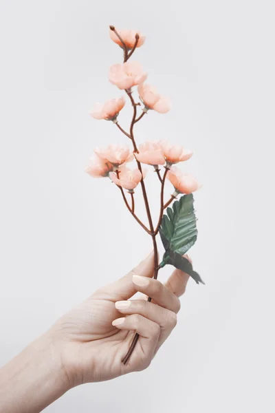 Hand with sakura — Stock Photo, Image