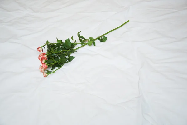 Rose on a bed — Stock Photo, Image