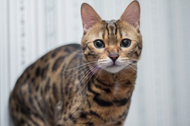 Bengal kedisi