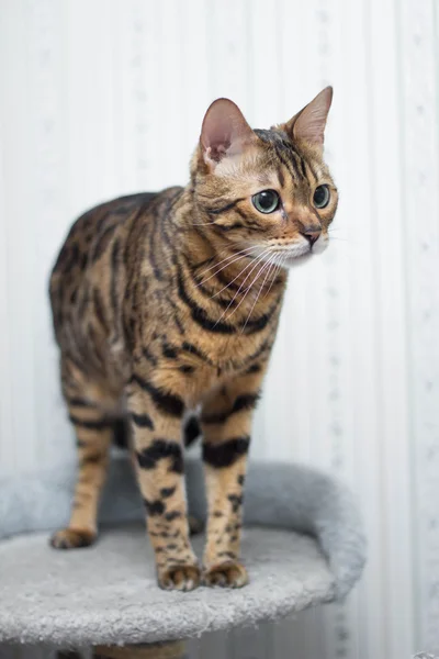 Gato de bengala — Fotografia de Stock