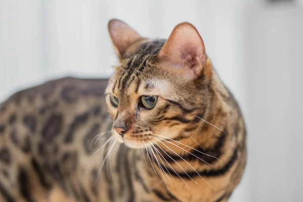 Gato de bengala — Fotografia de Stock