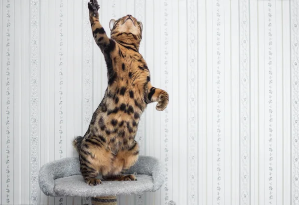 Bengal cat — Stock Photo, Image