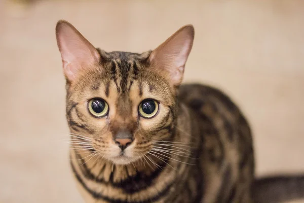 Gato de bengala — Fotografia de Stock