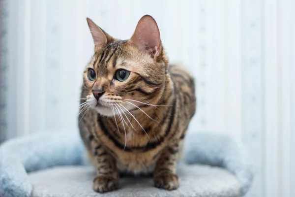 Gato de bengala — Fotografia de Stock