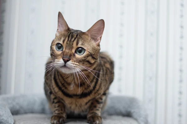 Gato de bengala — Fotografia de Stock