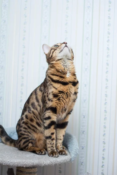 Bengálská kočka — Stock fotografie