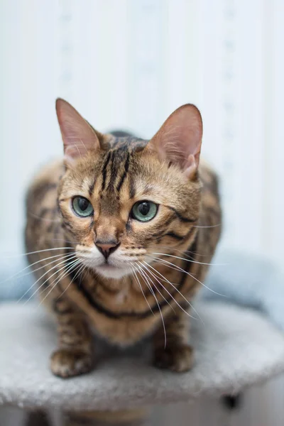 Gato de bengala — Fotografia de Stock