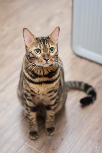 Gato de bengala — Fotografia de Stock