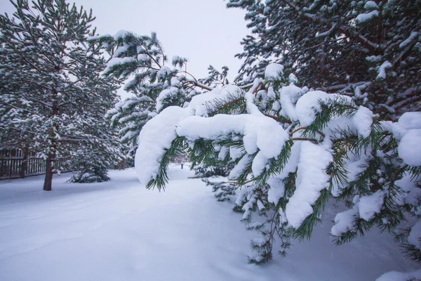 Ramas nevadas — Foto de Stock