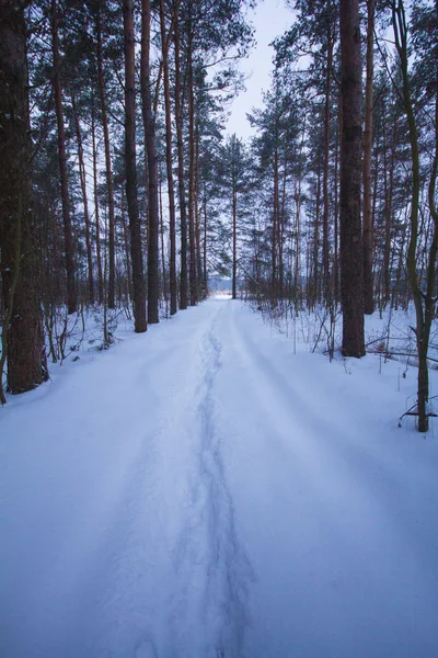 Winterpad in het bos Stockafbeelding