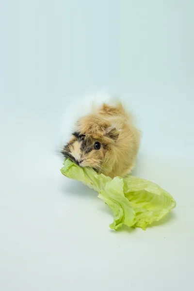 Gris från Guinea — Stockfoto