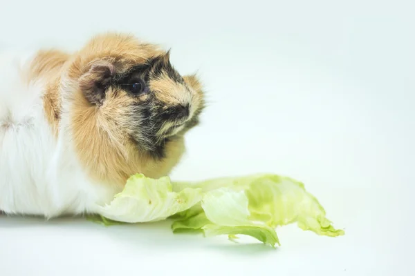 Gris från Guinea — Stockfoto