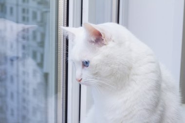 Pencere pervazına üzerinde oturan ve pencereden dışarı bakıp mavi gözlü beyaz kedi