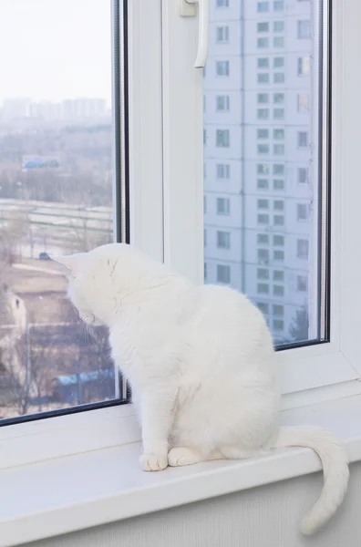 Gato branco com olhos azuis sentado no peitoril da janela, olhando pela janela e quer a rua — Fotografia de Stock