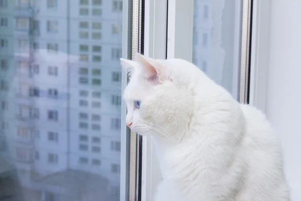 Gato branco com olhos azuis sentado no peitoril da janela e olhando pela janela — Fotografia de Stock