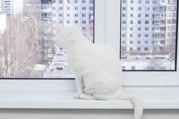 Gato branco com olhos azuis sentado no peitoril da janela, olhando pela janela e quer a rua — Fotografia de Stock