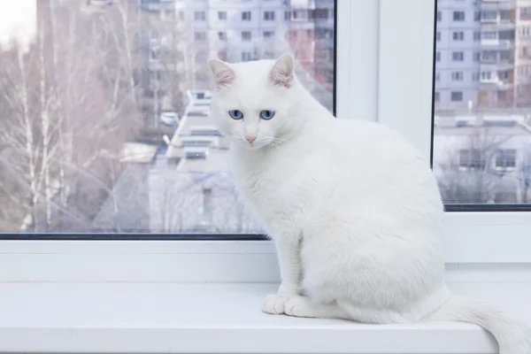 Pencere pervazına üzerinde oturan mavi gözlü beyaz kedi