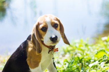 Beagle. Köpek yavrusu parkta yürüyor.