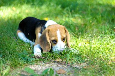 Bir dal yeşil çimenlerin üzerinde çiğneme beagle köpek yavrusu
