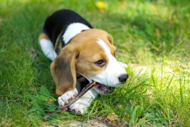 Bir dal yeşil çimenlerin üzerinde çiğneme beagle köpek yavrusu